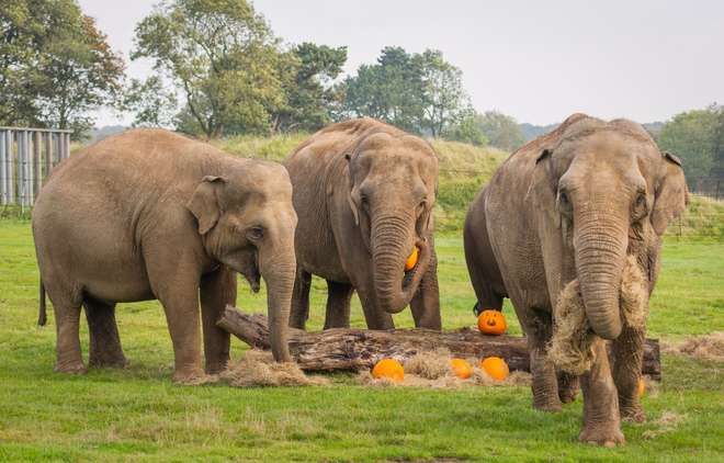 Elephants with pumpkins