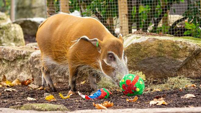 A red river hog with festive treats at ZSL London Zoo