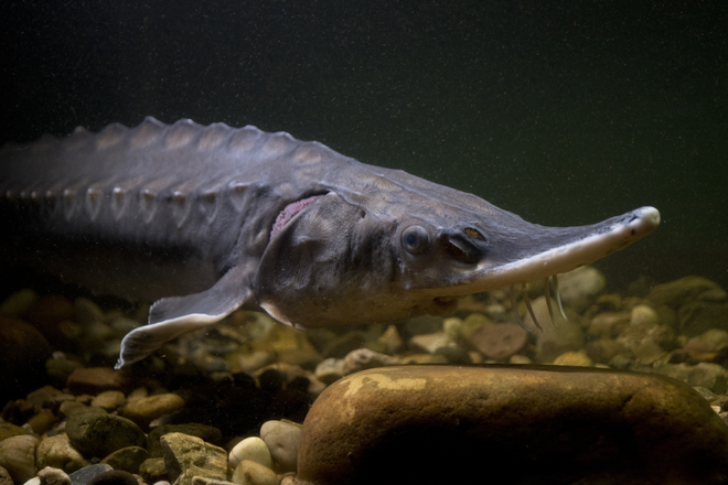 Photo of an Atlantic sturgeon underwater, just above the riverbed. 
