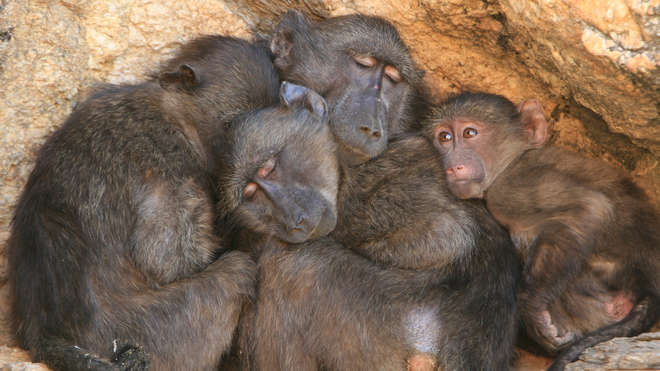 Baboon huddle © Alecia Carter
