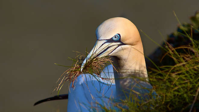 Closeup of a gannet holding some nesting material. 