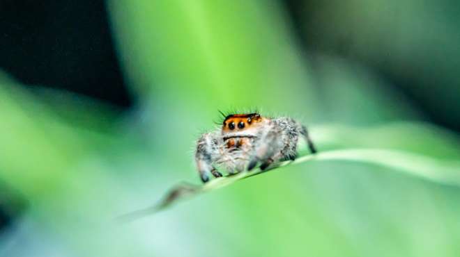 A jumping spider at ZSL London Zoo