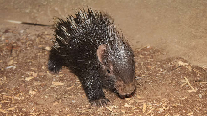 Porcupine baby in its Zoo habitat