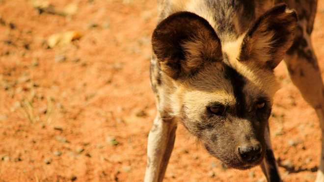 A Wild Dog in South Africa