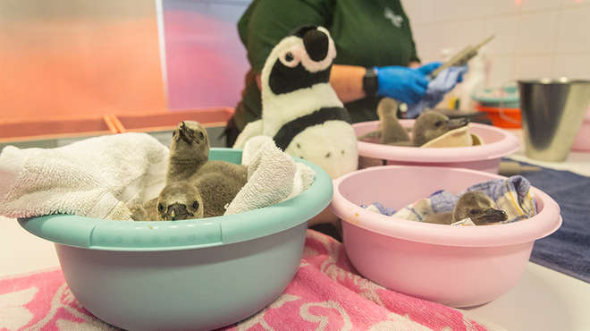 Penguin chicks under heated lamps getting ready for their morning feed