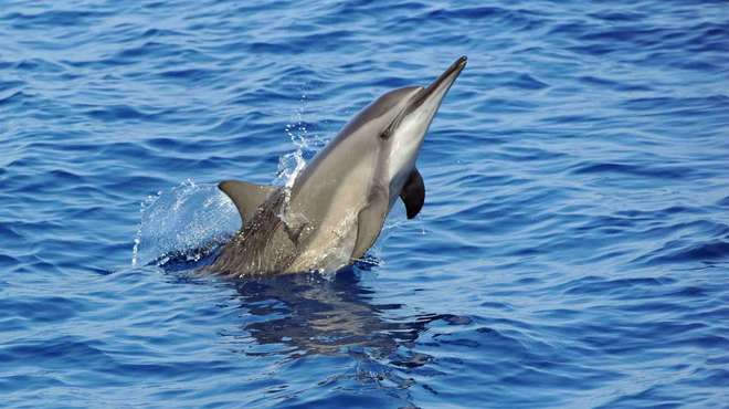A spinner dolphin swimming