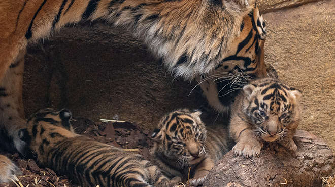 Three Sumatran tiger cubs in their enclosure with mum Gaysha. 