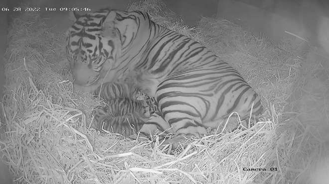 CCTV of three tiger cubs snuggle up with their mum