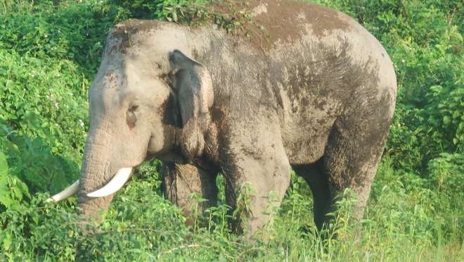An Asian elephant in Nepal