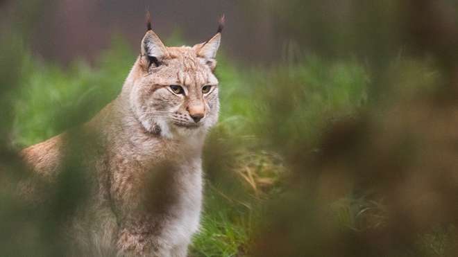 A lynx sitting surrounded by foliage