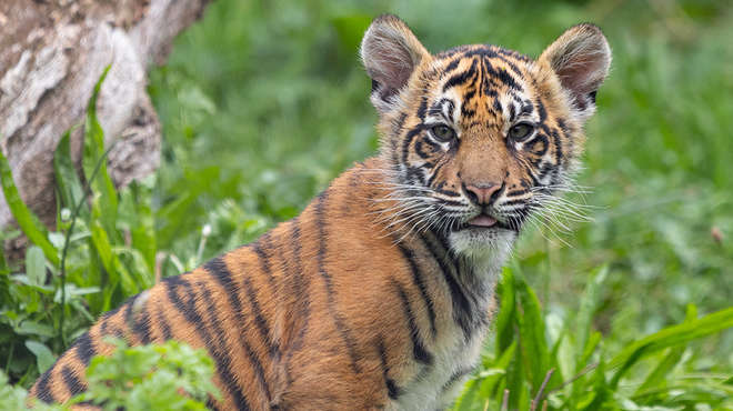 Sumatran tiger cub, Crispin