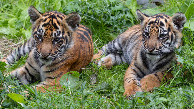 Sumatran tiger cubs Zac and Inca relax together in the grass