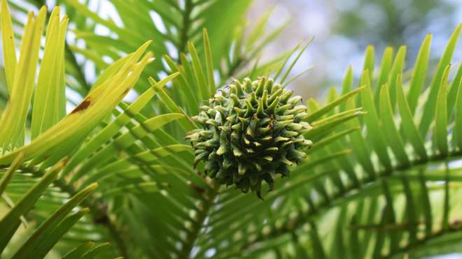 A wollemi pine cone
