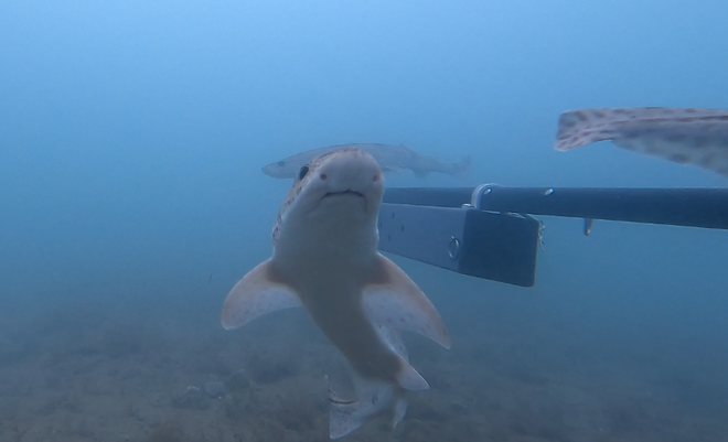 A group of smallspotted catshark investigates an underwater camera in Cardigan Bay  