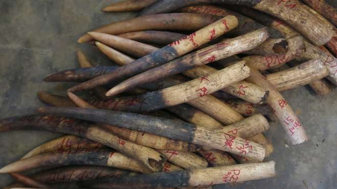 Ivory seizure in Cameroon