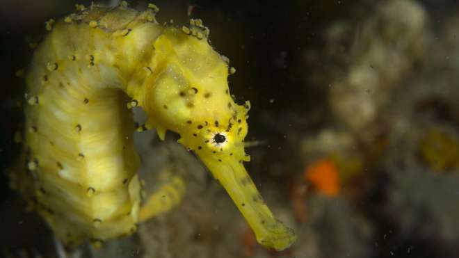 A tiger-tail seahorse (Hippocampus comes) on Danajon Bank reef.