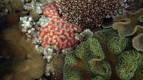 Corals; Chagos