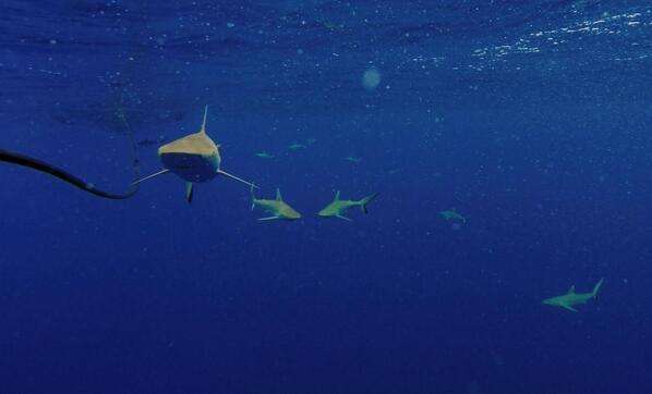 Grey reef shark; Chagos; Tagging; Juveniles
