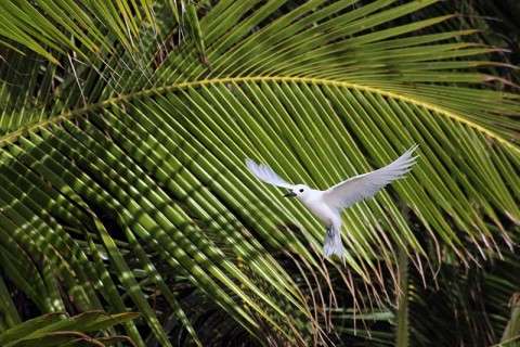 Fair tern; Chagos