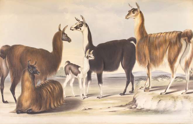 Lithograph of llamas at Knowsley Hall drawn from life December 1844  by B. Waterhouse Hawkins, Plate LI