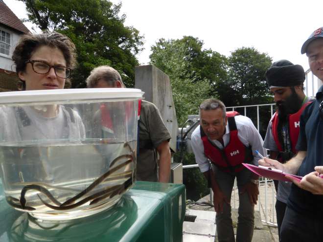 ZSL Citizen Scientists with eels on the River Brent in 2014