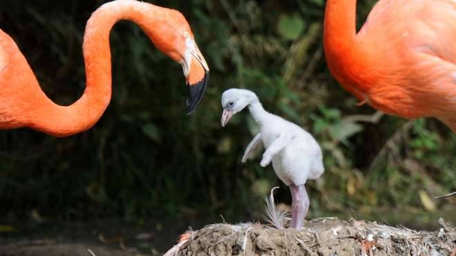 Flamingos Chick with its arms out