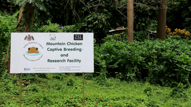 The mountain chicken frog breeding facility in Dominica. 