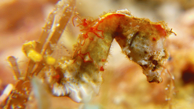 Hippocampus pontohi weedy pygmy seahorse