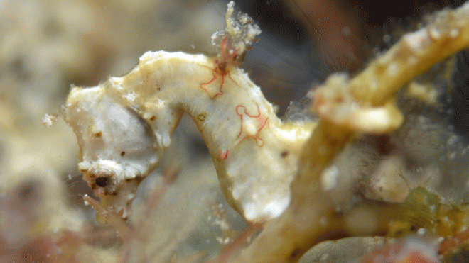 Hippocampus pontohi: weedy pygmy seahorse