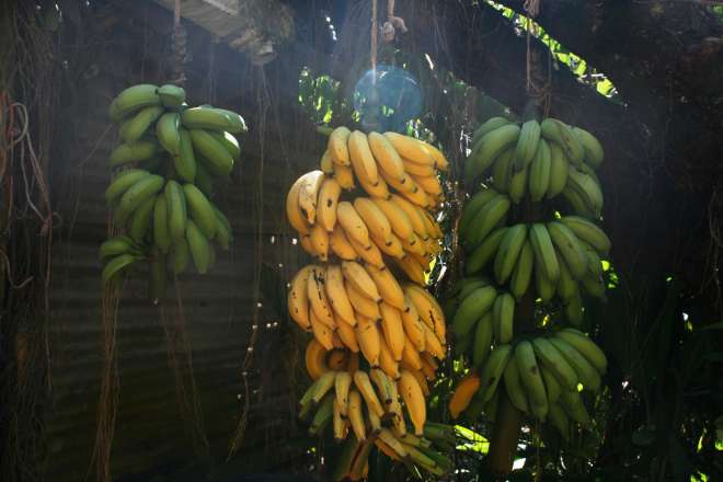 Bananas hanging up outside an islander's house