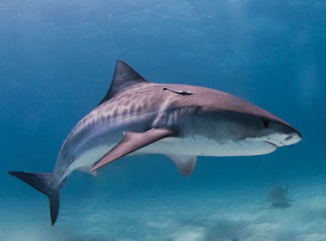 The impressive tiger shark