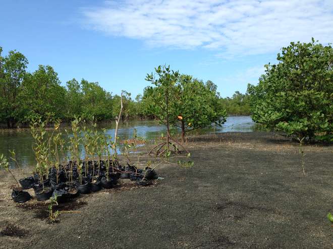 Mangroves in Balaring
