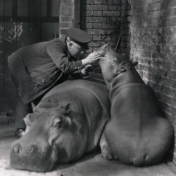 Keeper Ernie Bowman with hippos `Bobbie' and `Joan' in 1923