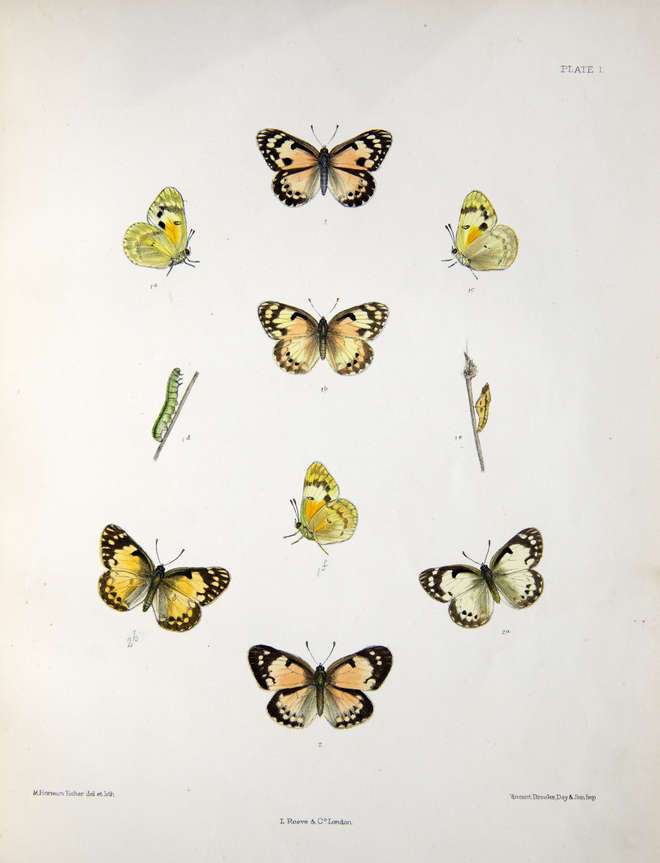 Colour illustrations of the butterfly genus Teracolus in Plate 1 of Emily Mary Bowdler Sharpe's Monograph of the species. T. Calais, T. amatus, T. crowleyi. Lithographed by M. Horman Fisher