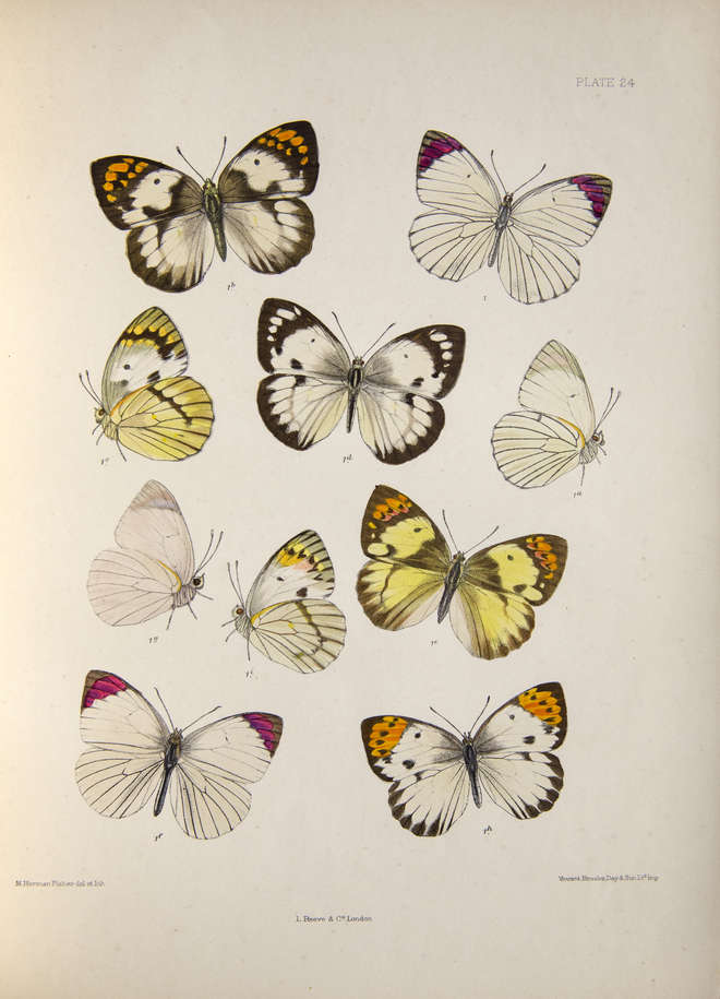 Lithograph of butterfly Teracolus bacchus, Plate 24 in monograph of the genus by Emily Mary Bowdler Sharpe. Lithograph by M. Horman Fisher.
