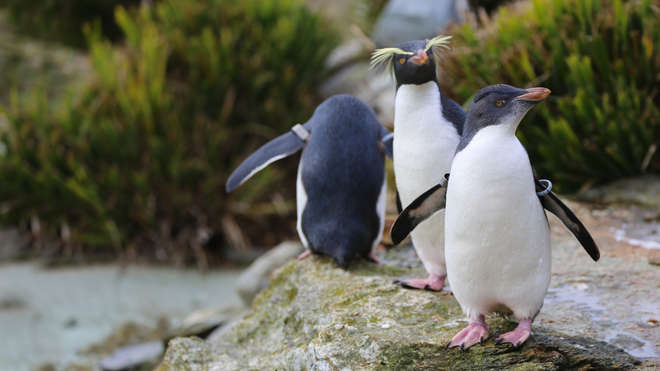 Young rockhopper penguins