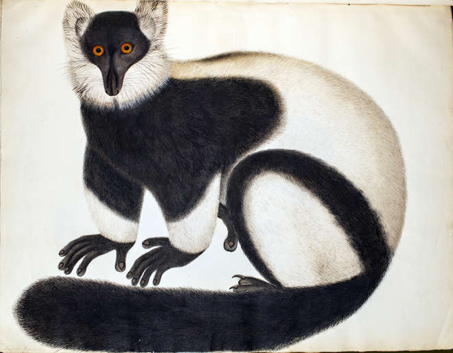 Black and white ruffed lemur image, Watercolour, bodycolour and pencil. Circa 1829-1831