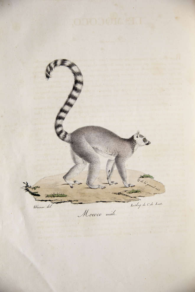 Ring tailed lemur, Lemur catta lithograph from 1840s