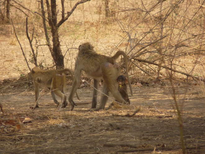 An adult baboon and a couple of youngsters