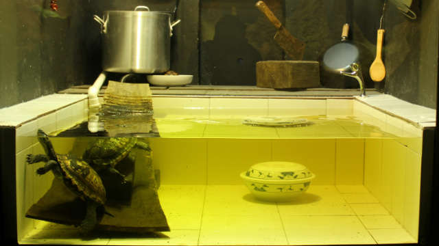 Two Annam turtles swim happily in their new home - an exhibit designed to look like a restaurant's kitchen demonstrating the species' plight in the wild