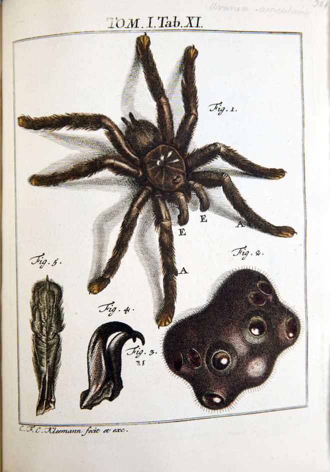 Spider illustration in Rösel van Rosenhof [1764]