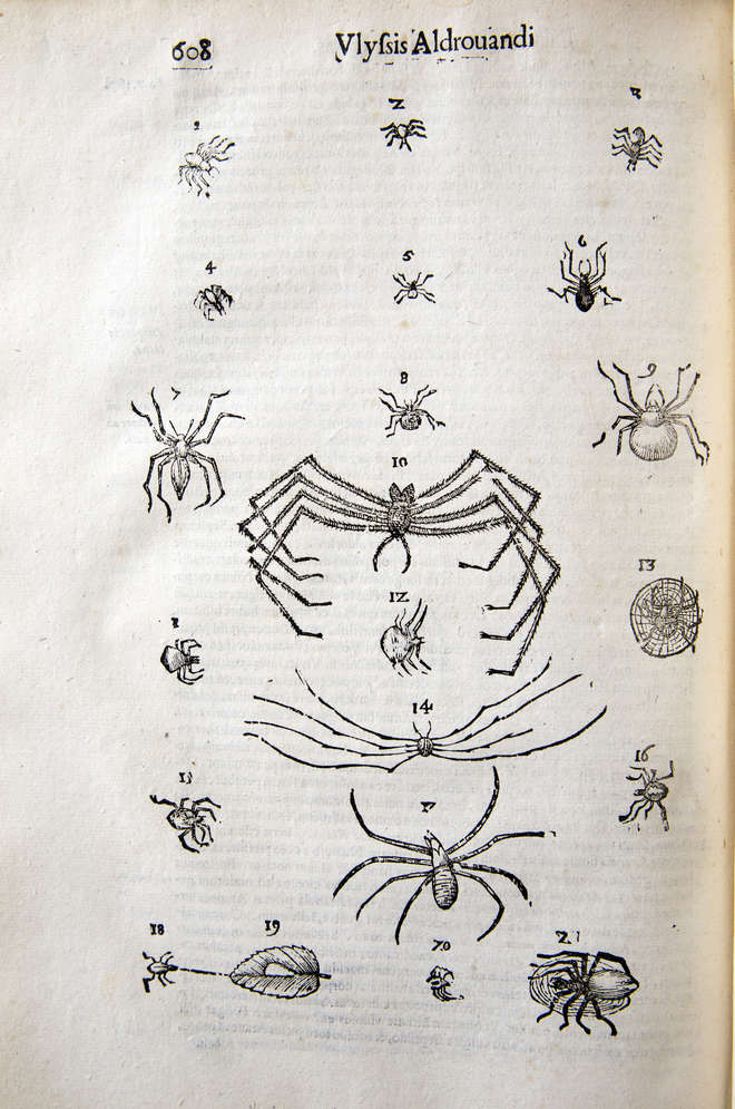 Woodcut of spiders on page 608 De animalibus insectis libri septem ... / autore Ulisse Aldrovandi, Bonon. :  apud Clementum Ferronium, [1638]. 