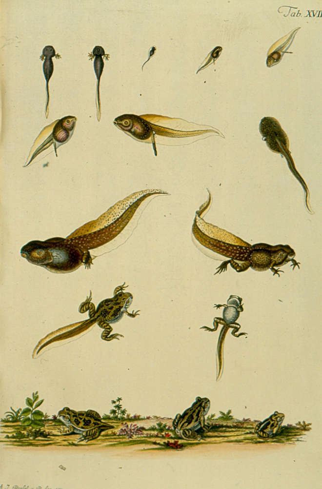 Amphibian life cycle illustration