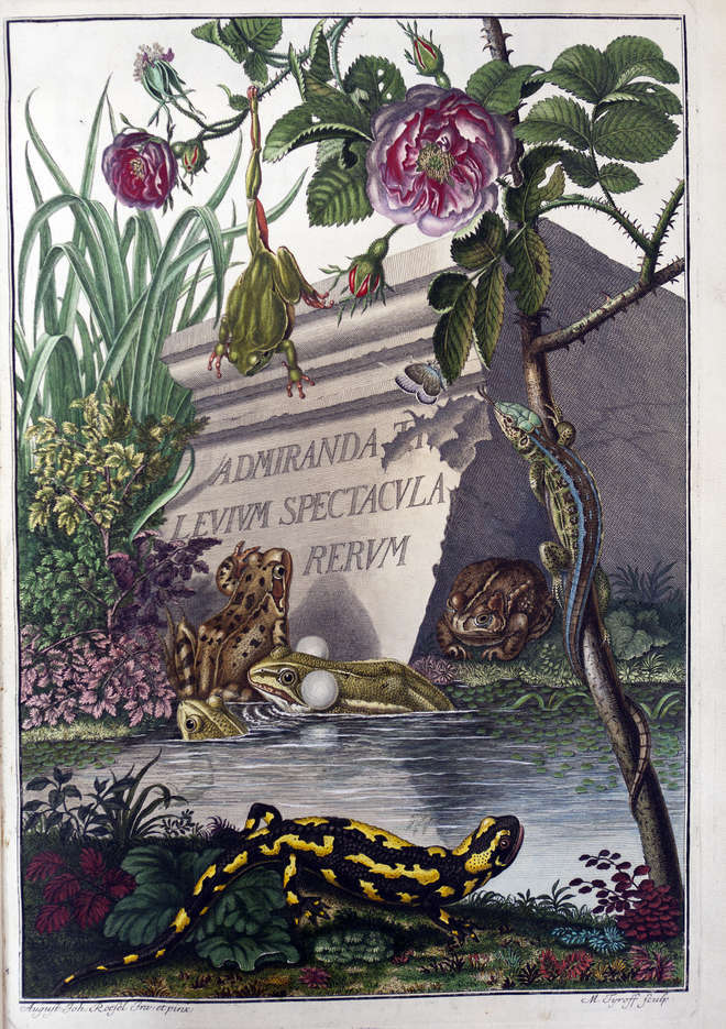 Title page of Historia naturalis Ranarum nostratium / Die natürliche Historie der Frösche hiesigen Landes title page showing various species of amphibians