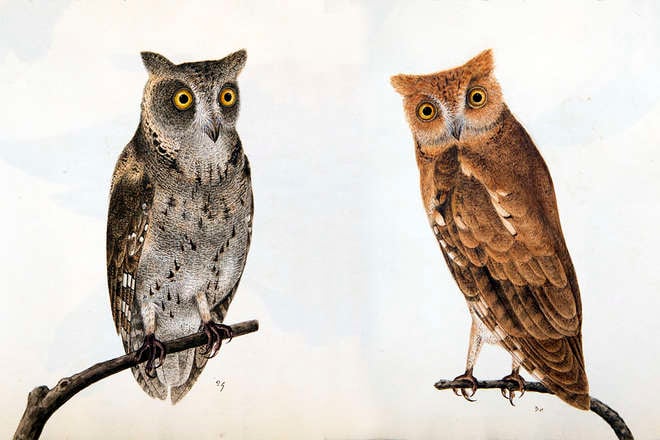 Drawings of owls in the Reeves Collection, China circa 1829