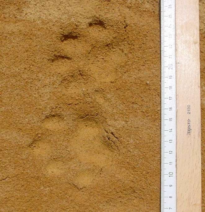 Chris recorded these tiger cub footprints near an oil palm plantation.