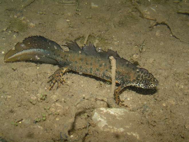 Great crested newt - image by Mihai Leu