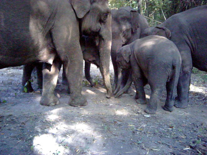 Camera trap images of Asian elephants in Thailand