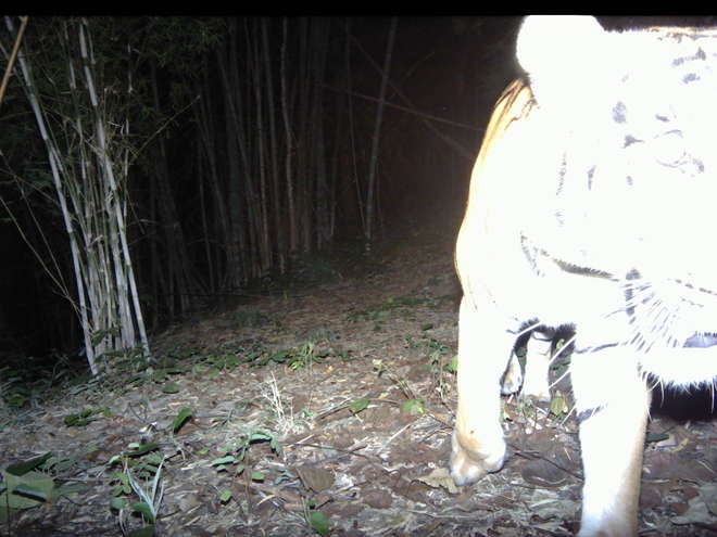 Male tiger inspecting camera trap, Thailand