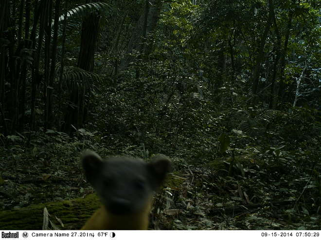 Camera trap image of a yellow bellied pine martin, Thailand